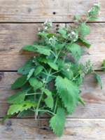 KATTENKRUID - Nepeta cataria