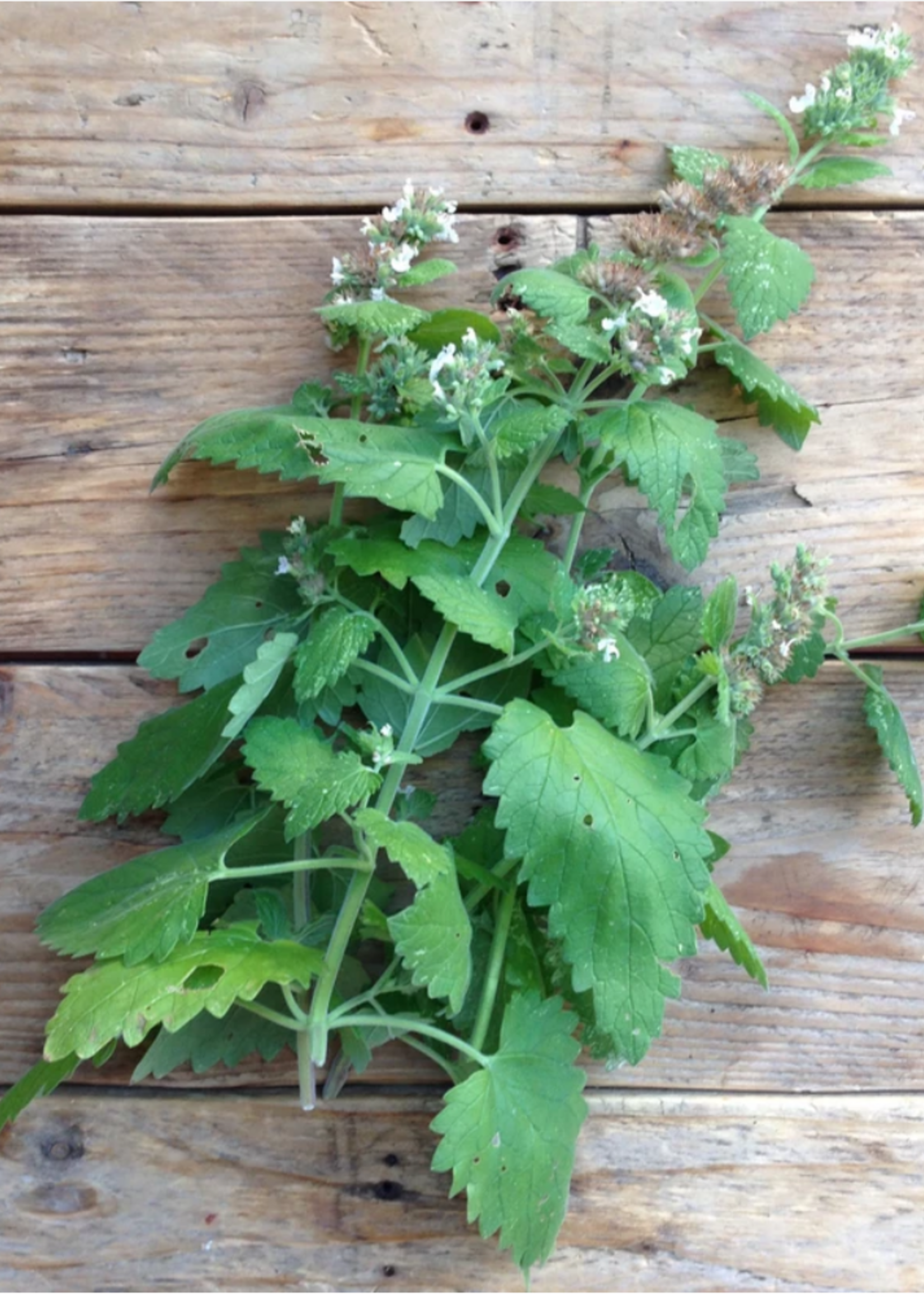 Catnip Nepeta - Nepeta cataria
