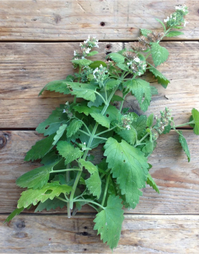 L'Herbe aux chats - Nepeta cataria 