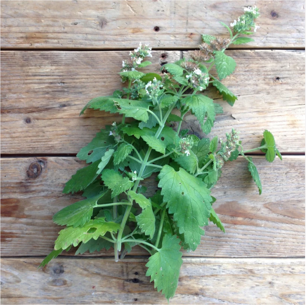 Kattenkruid - Nepeta cataria - Animaux Speciaux