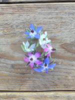 Borage bloemenmix - Borago officinalis