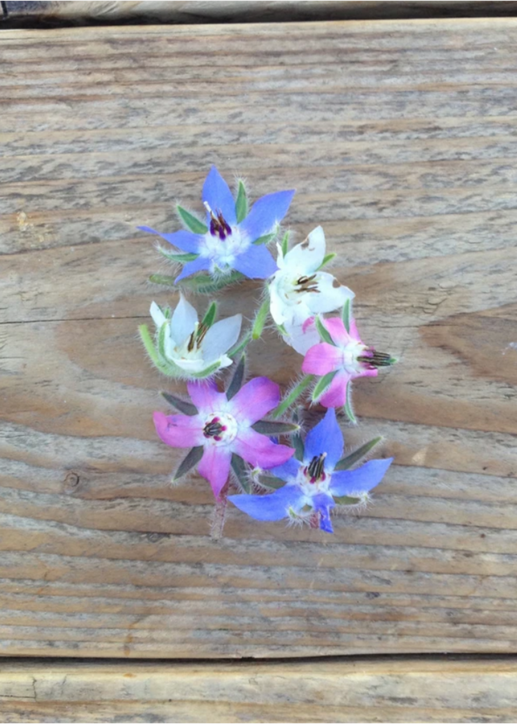 Borage bloemenmix - Borago officinalis