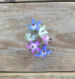 BORAGE Komkommerkruid - Borago officinalis