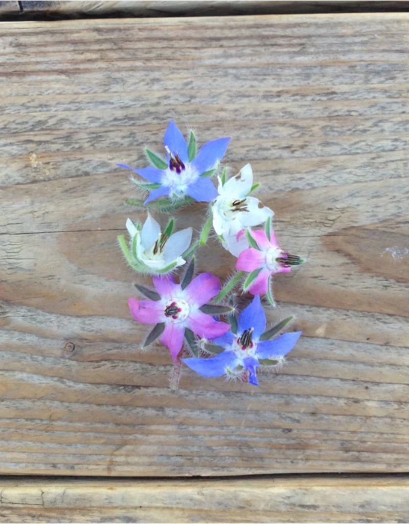 BORAGE Komkommerkruid - Borago officinalis