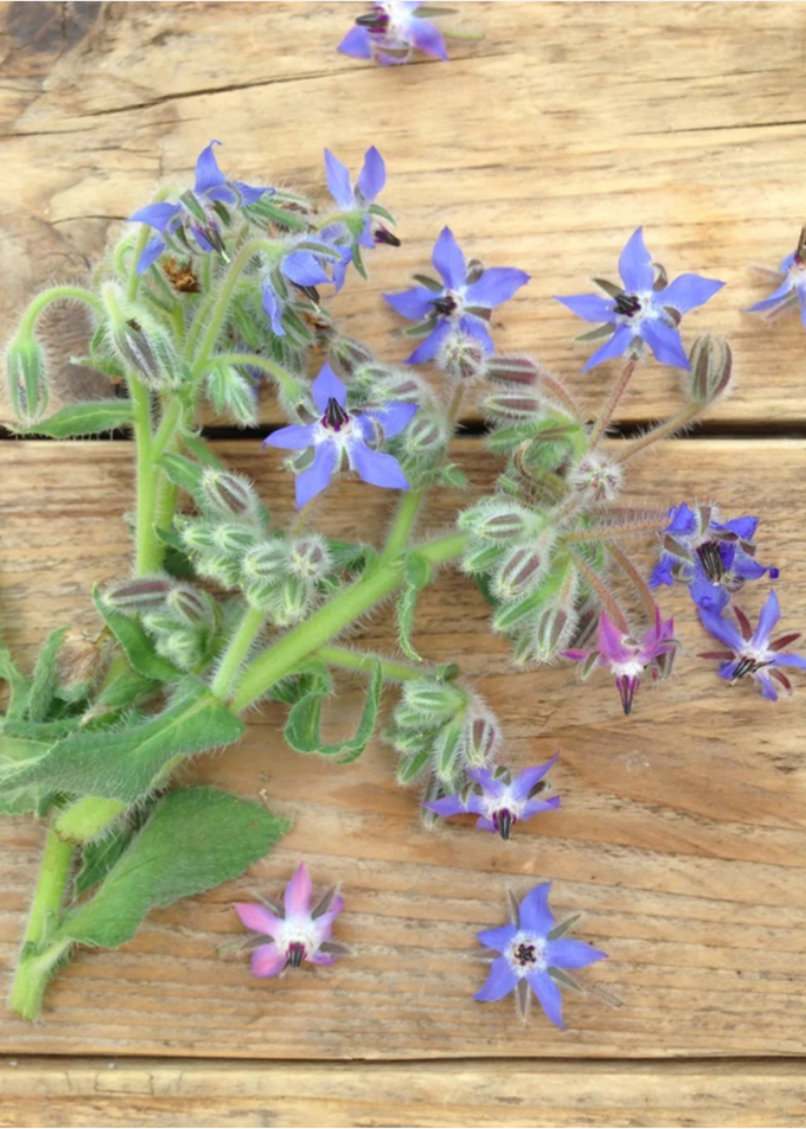 Borage bloemenmix - Borago officinalis