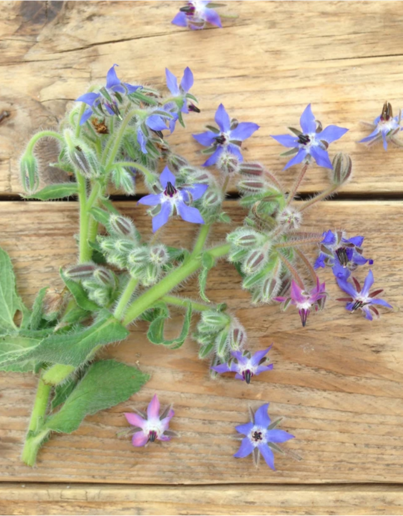 Borage bloemenmix - Borago officinalis