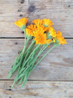 Goudsbloem - Calendula Officinalis