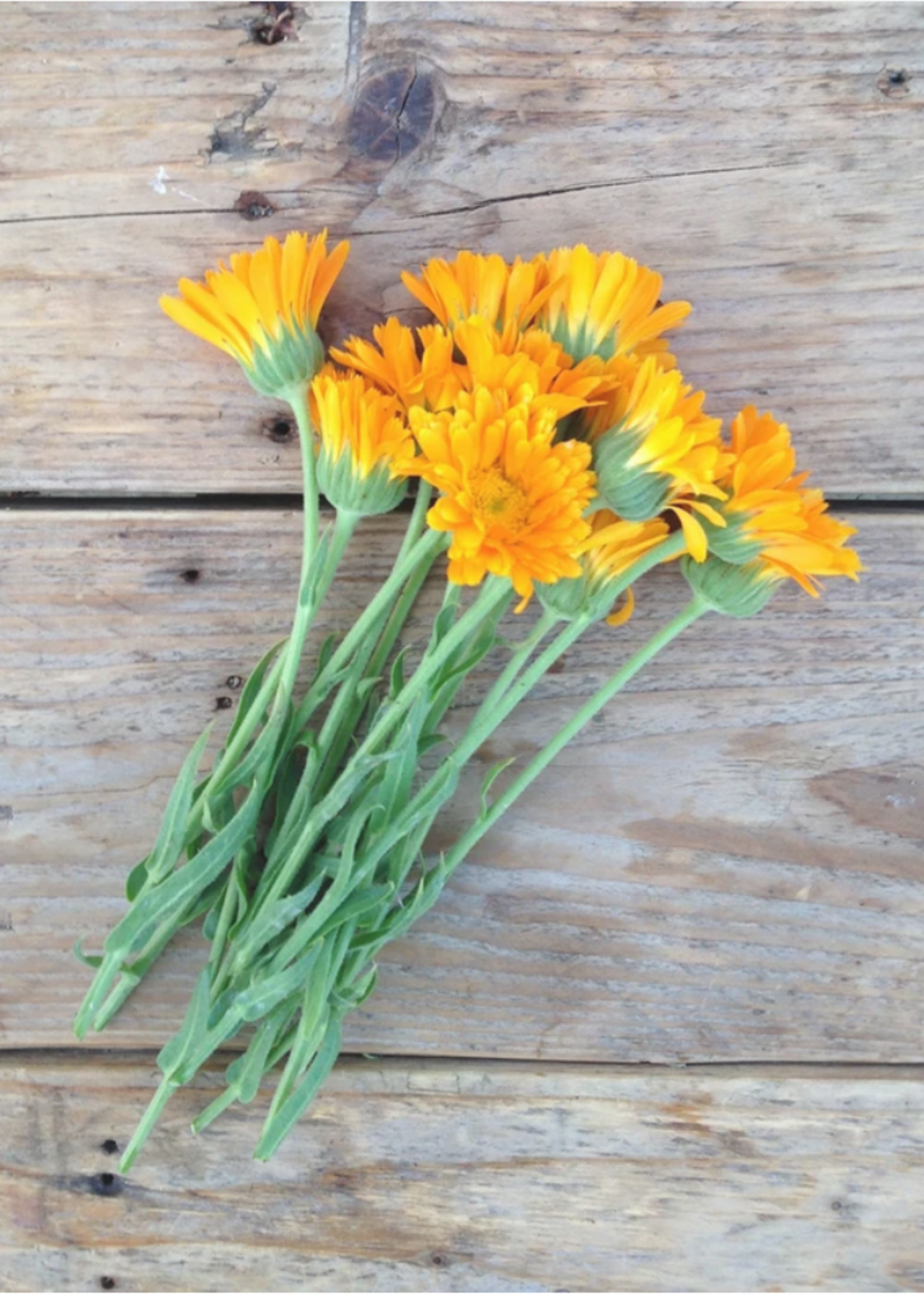 Goudsbloem - Calendula Officinalis