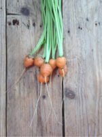 Parijse wortelen - Daucus carota