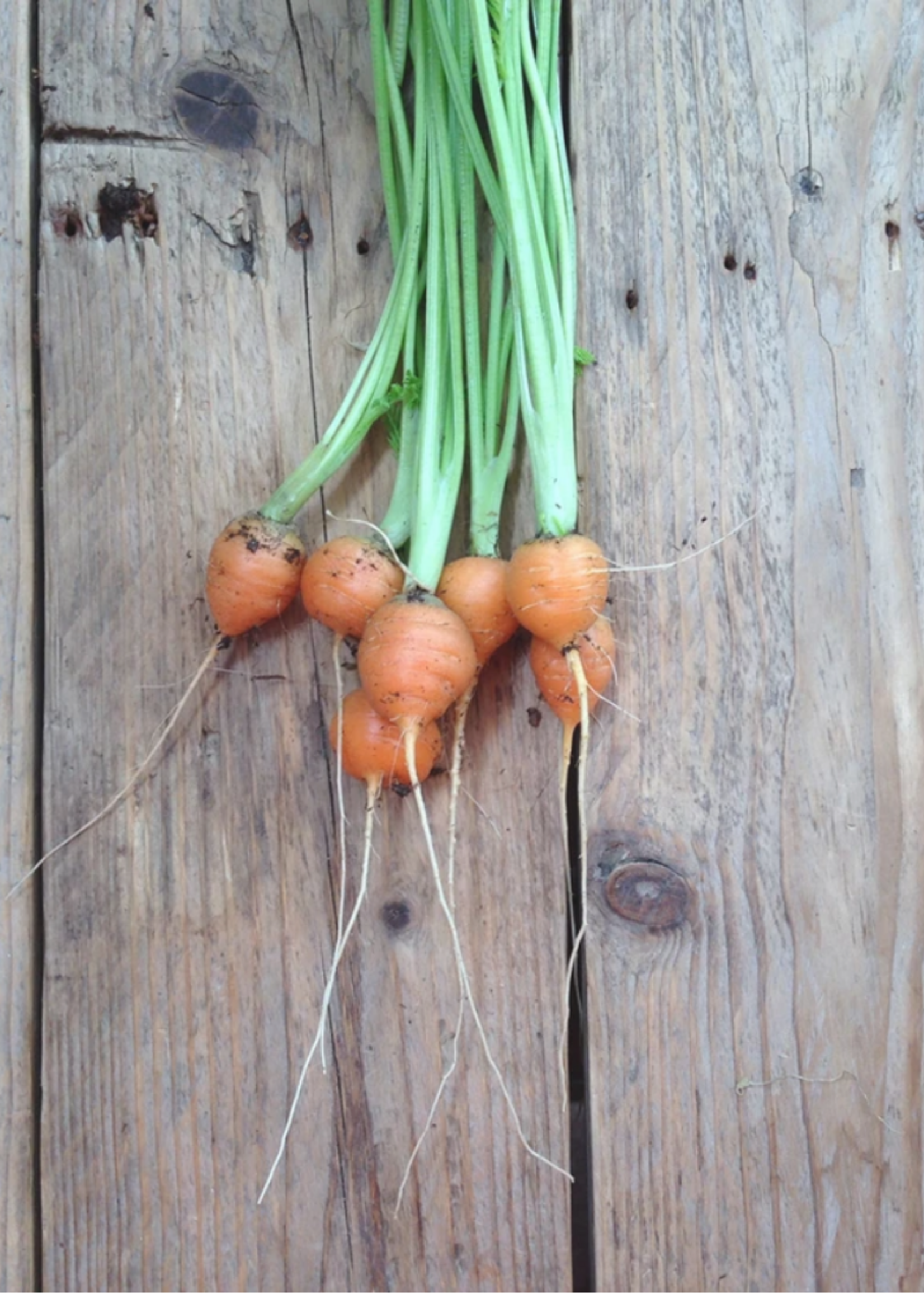 PARIJSE WORTELEN - Daucus carota