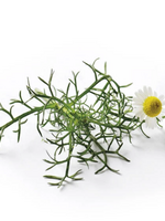 ROMEINSE KAMILLE - Anthemis nobilis