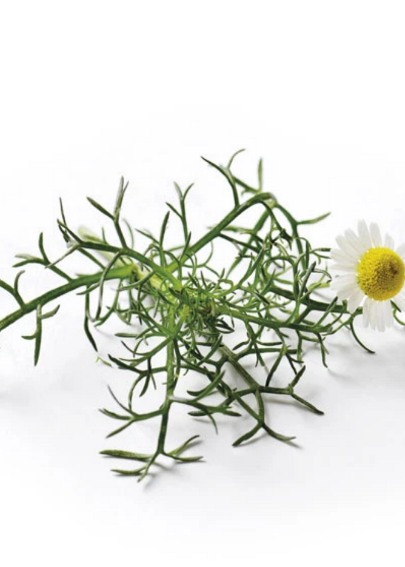 Romeinse kamille - Anthemis nobilis