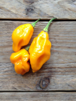 Lemon habanero hot pepper - Capsicum chinense