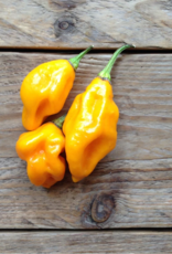 Citoen geel Habanero pikante peper- Capsicum chinense