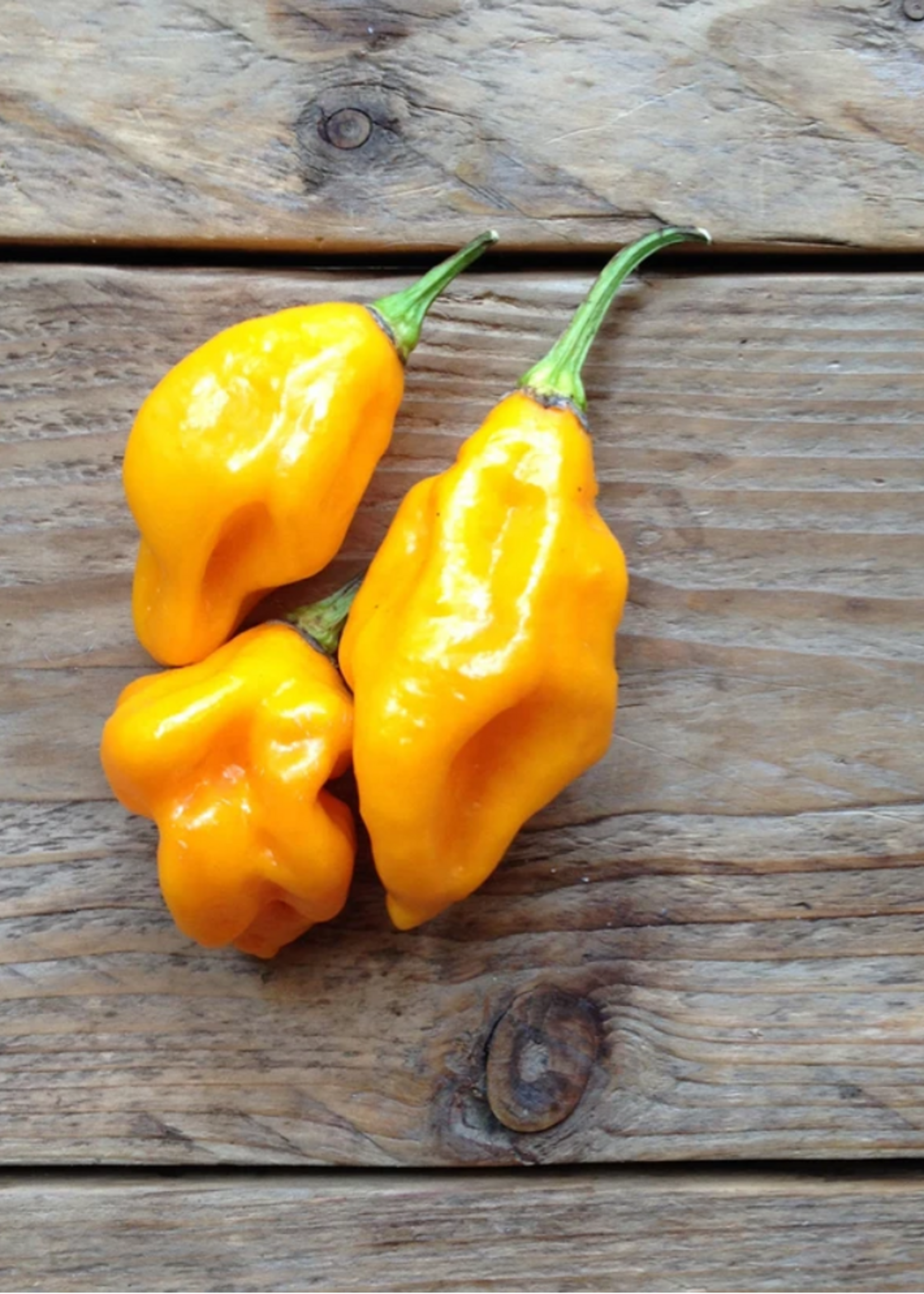 Piment habanero au citron - Capsicum chinense