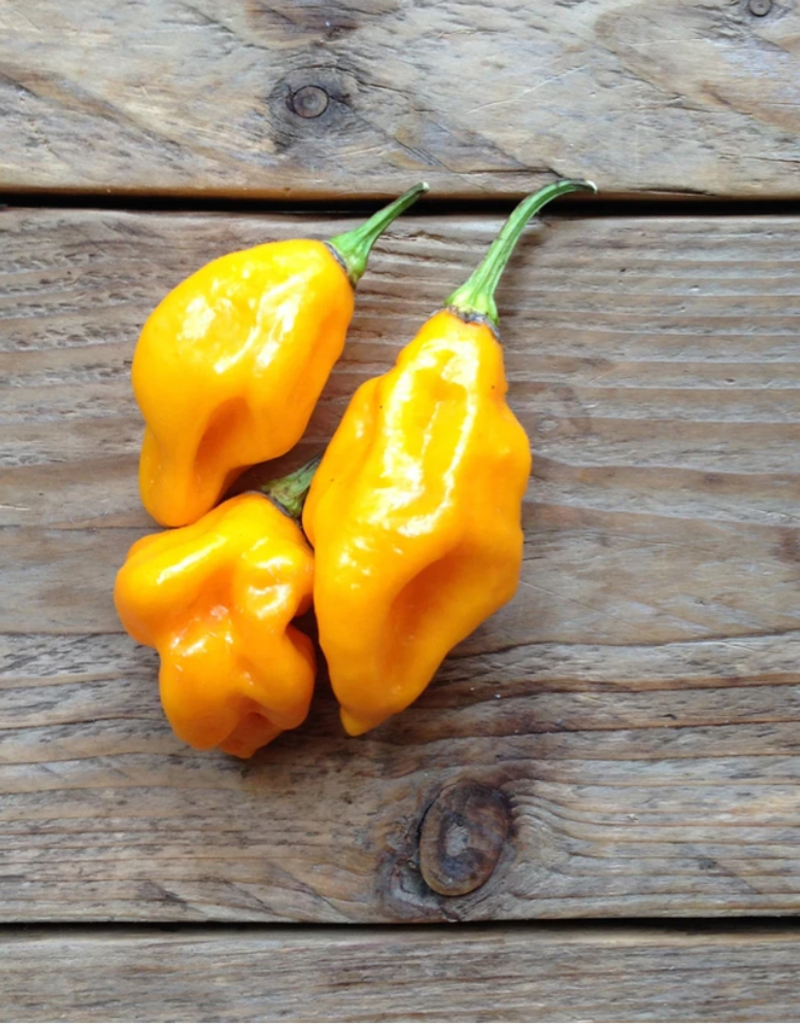 Citoen geel Habanero pikante peper- Capsicum chinense