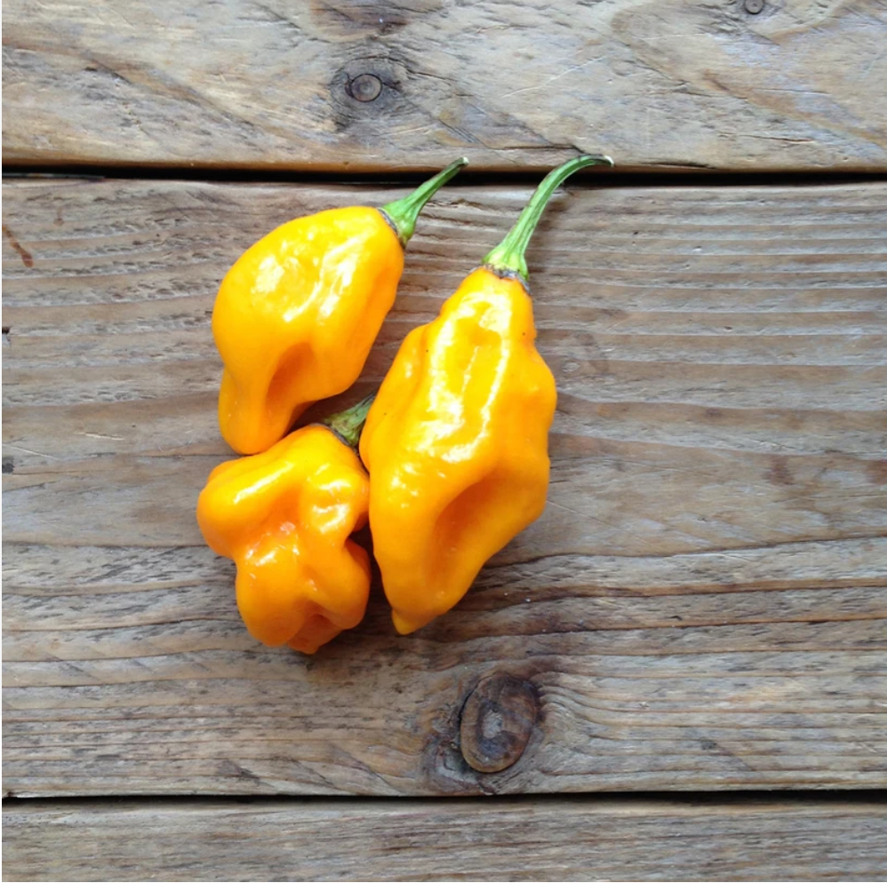 Habanero Piment Capsicum chinense Mélange 10 m² - Semences de légumes