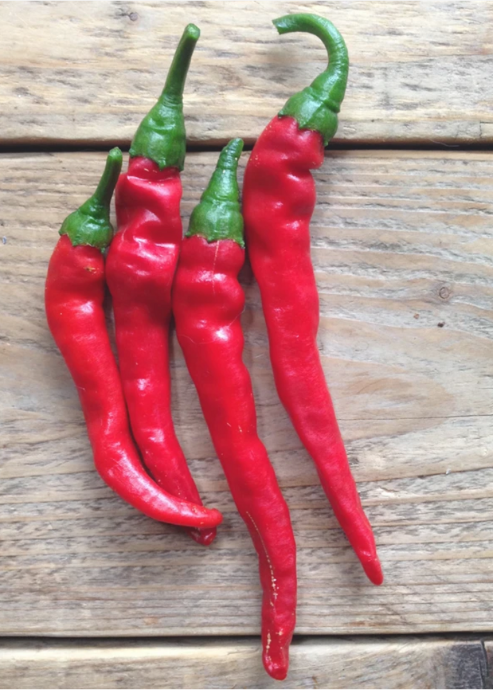 Cayenne  peper - Capsicum annuum