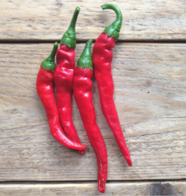 Cayenne  peper - Capsicum annuum