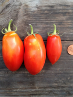 TOMAAT SAN MARZANO nano - Solanum lycopersicum