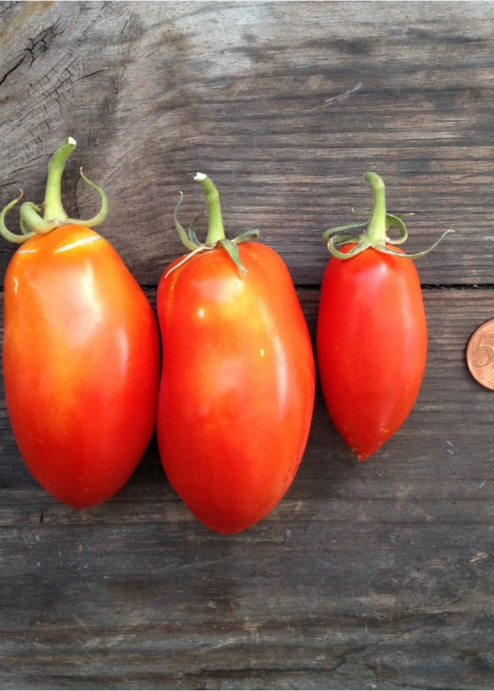 Tomaat San Marzano nano - Solanum lycopersicum