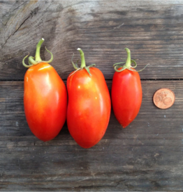 TOMAAT SAN MARZANO nano - Solanum lycopersicum