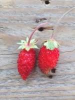 ALPINE AARDBEI - Fragaria vesca