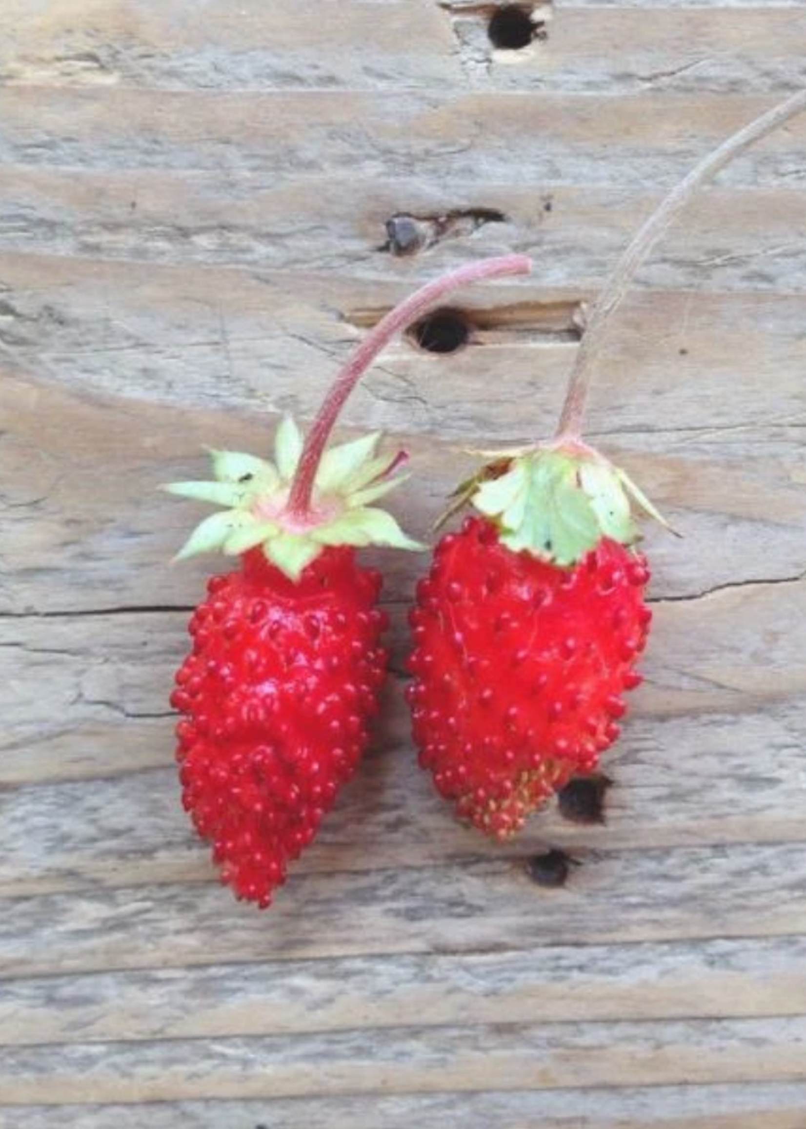 Alpine aardbei - Fragaria vesca