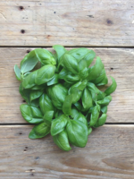 Basil Genovese - Ocimum basilicum