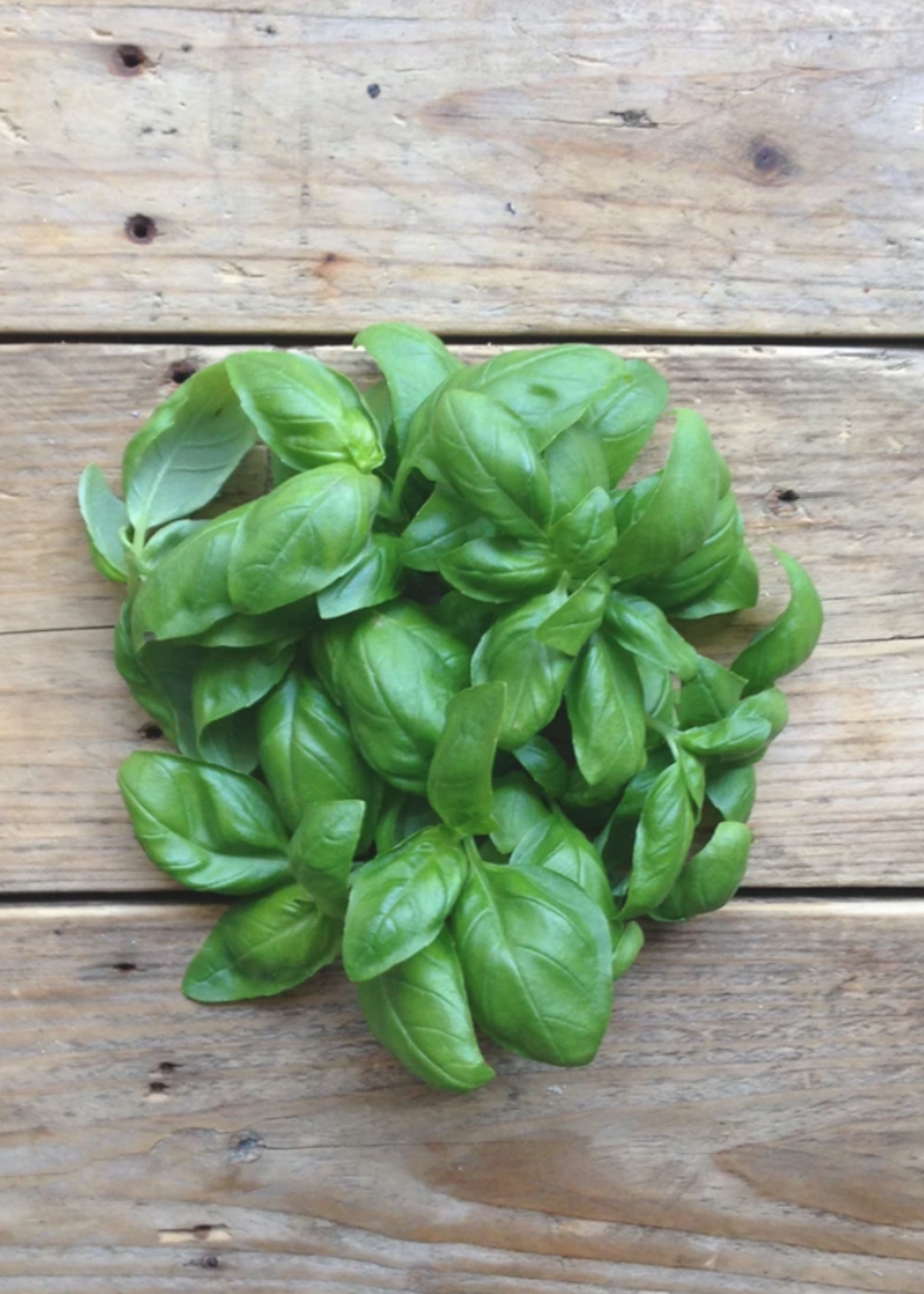 Basil Genovese - Ocimum basilicum