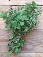 Greek oregano - Origanum vulgare