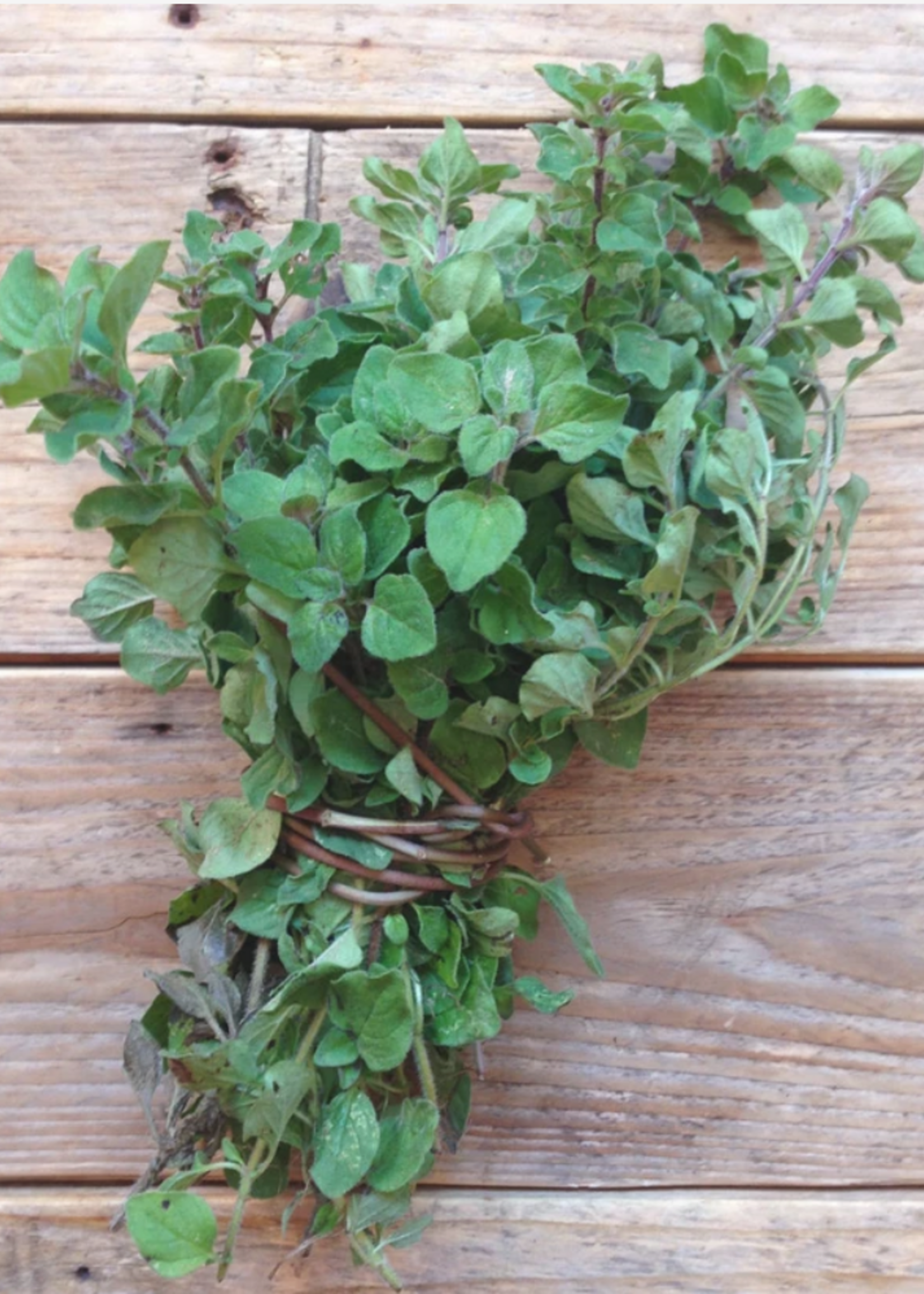 Greek oregano - Origanum vulgare