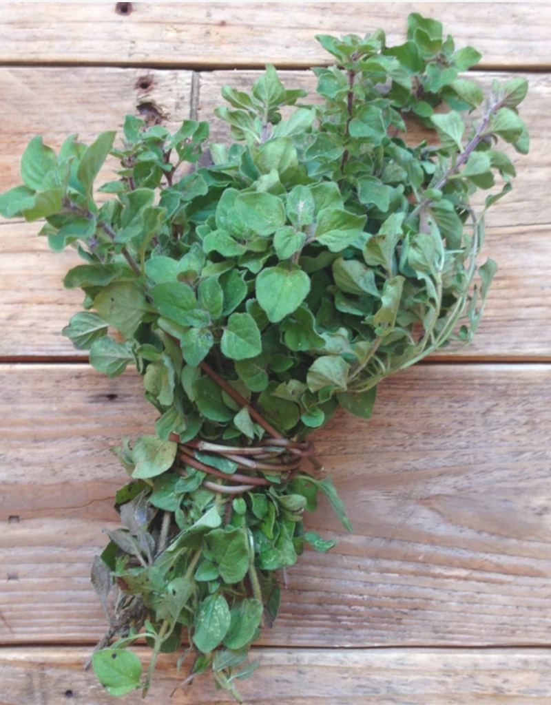 Greek oregano - Origanum vulgare