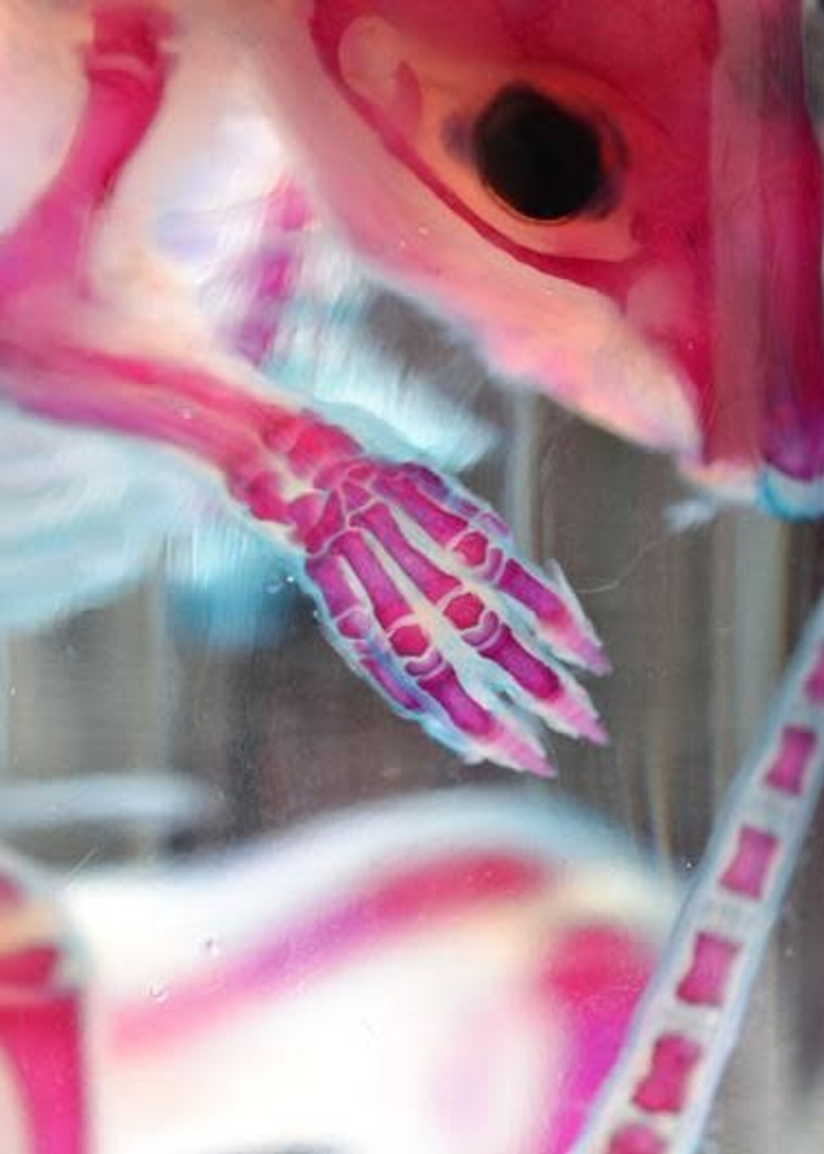 Animaux Spéciaux ODDITÉ ANATOMIQUE - Les morts colorés