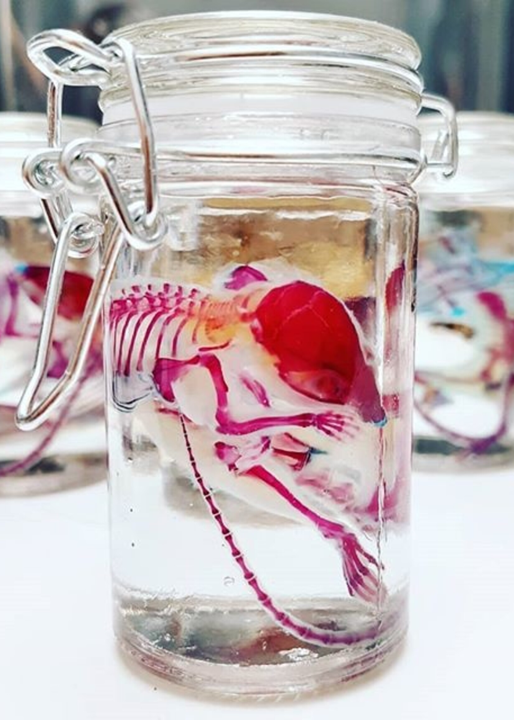 Animaux Spéciaux ANATOMISCHE RARITEIT - Gekleurde wezens
