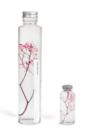PLANT SPECIMEN - Gebotteld gipskruid (Gypsophila elegans)