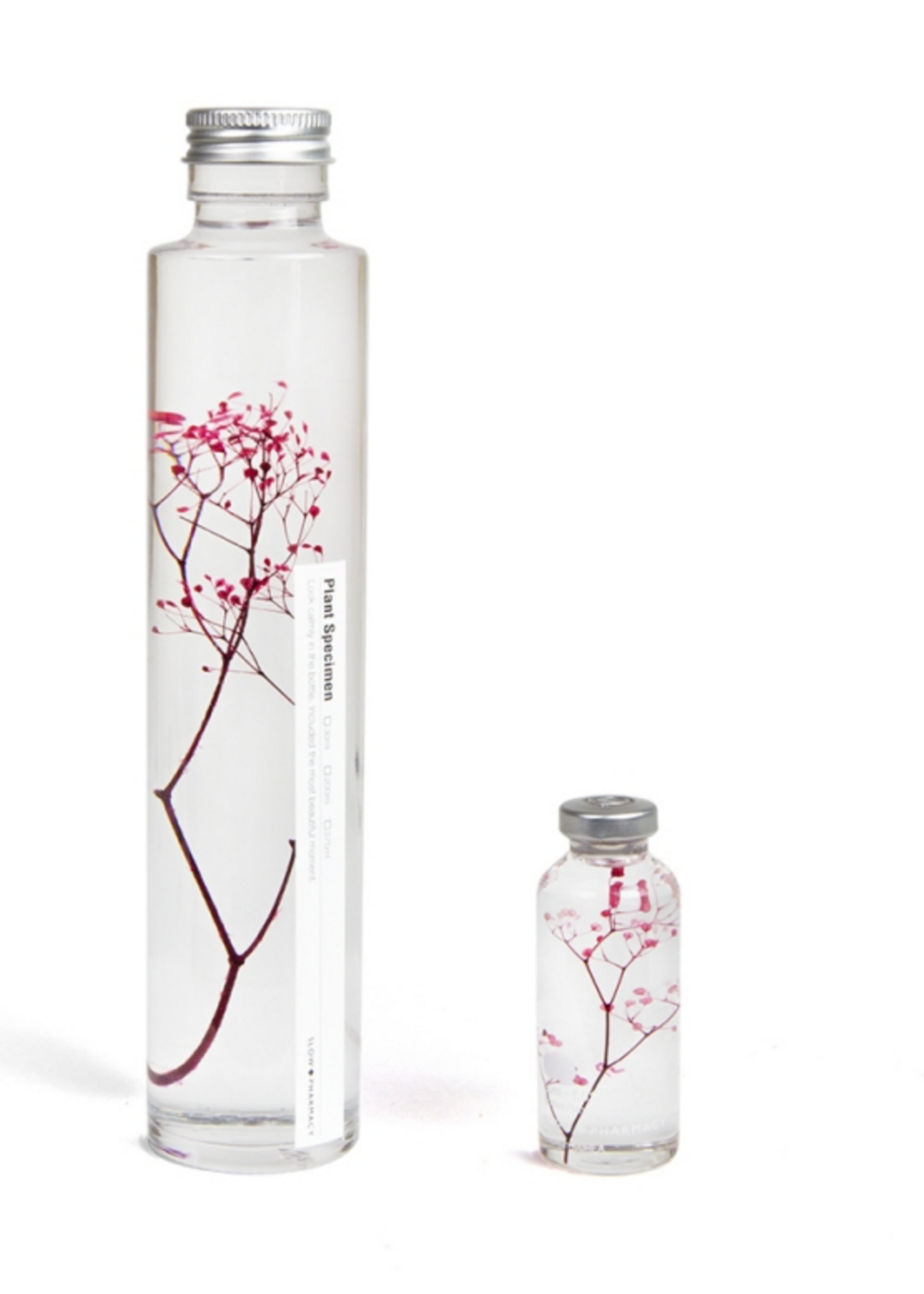PLANT SPECIMEN - Gebotteld gipskruid (Gypsophila elegans)
