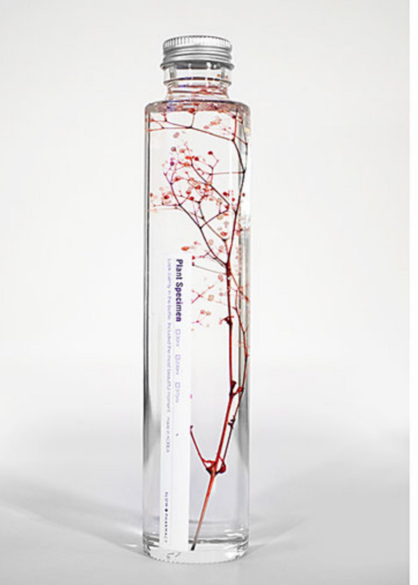 PLANT SPECIMEN - Gebotteld gipskruid (Gypsophila elegans)