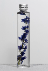 PLANT SPECIMEN - Ridderspoor (Delphinium)