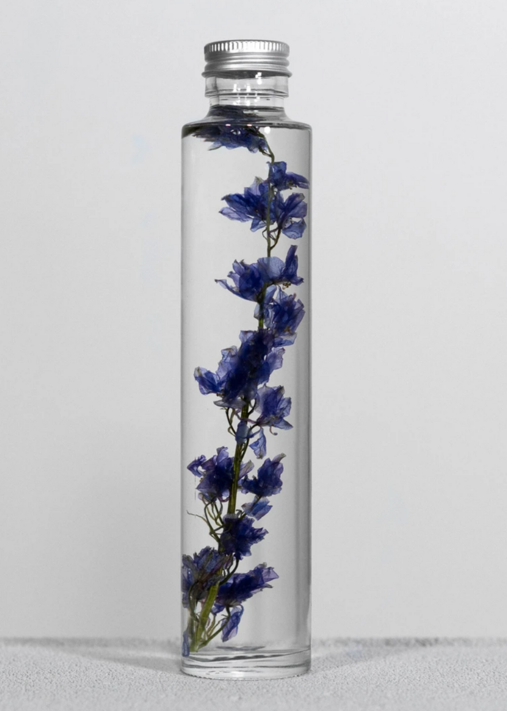 SPECIMEN DE PLANTE - Ridderspoor (Delphinium)