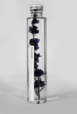 PLANTENSPECIMEN - Ridderspoor (Delphinium)