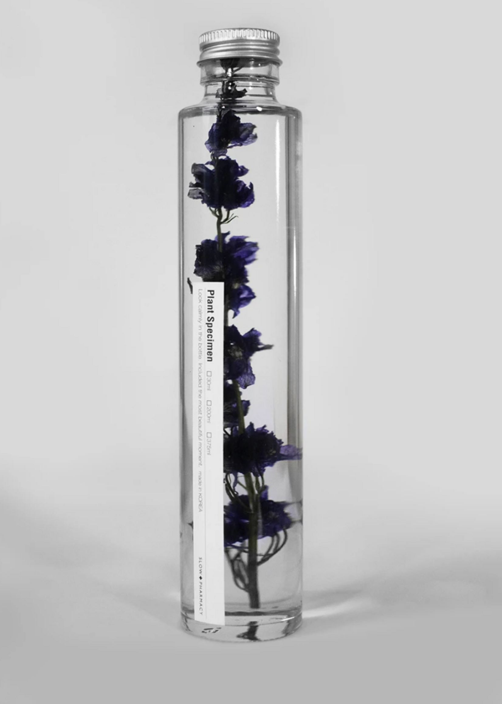 PLANTENSPECIMEN - Ridderspoor (Delphinium)