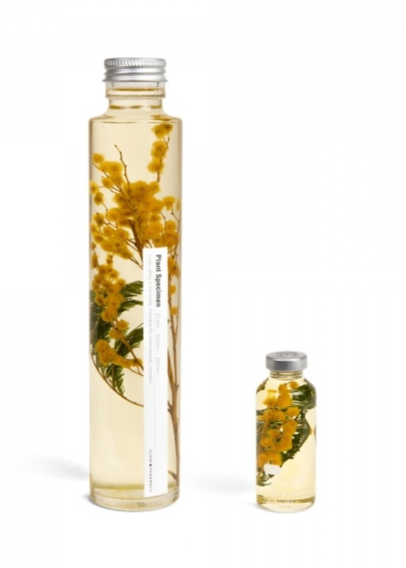 PLANT SPECIMEN - Mimosa (Acacia dealbata)