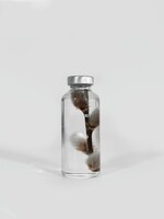 SPECIMEN DE PLANTE - Chatons (Salix gracilistyla)