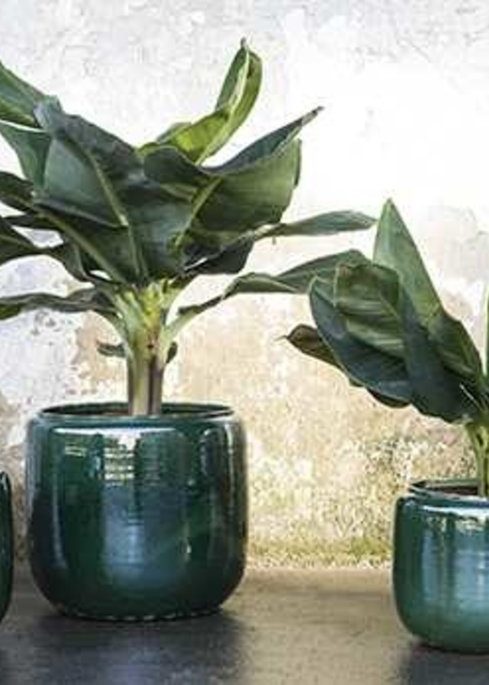 SERAX - Sierpot Costa Groen
