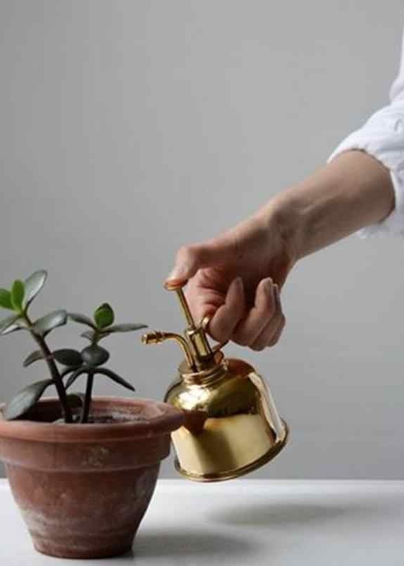 GOUDEN PLANTENSPROEIER