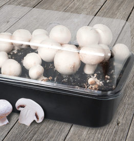 GROW KIT - Mushrooms