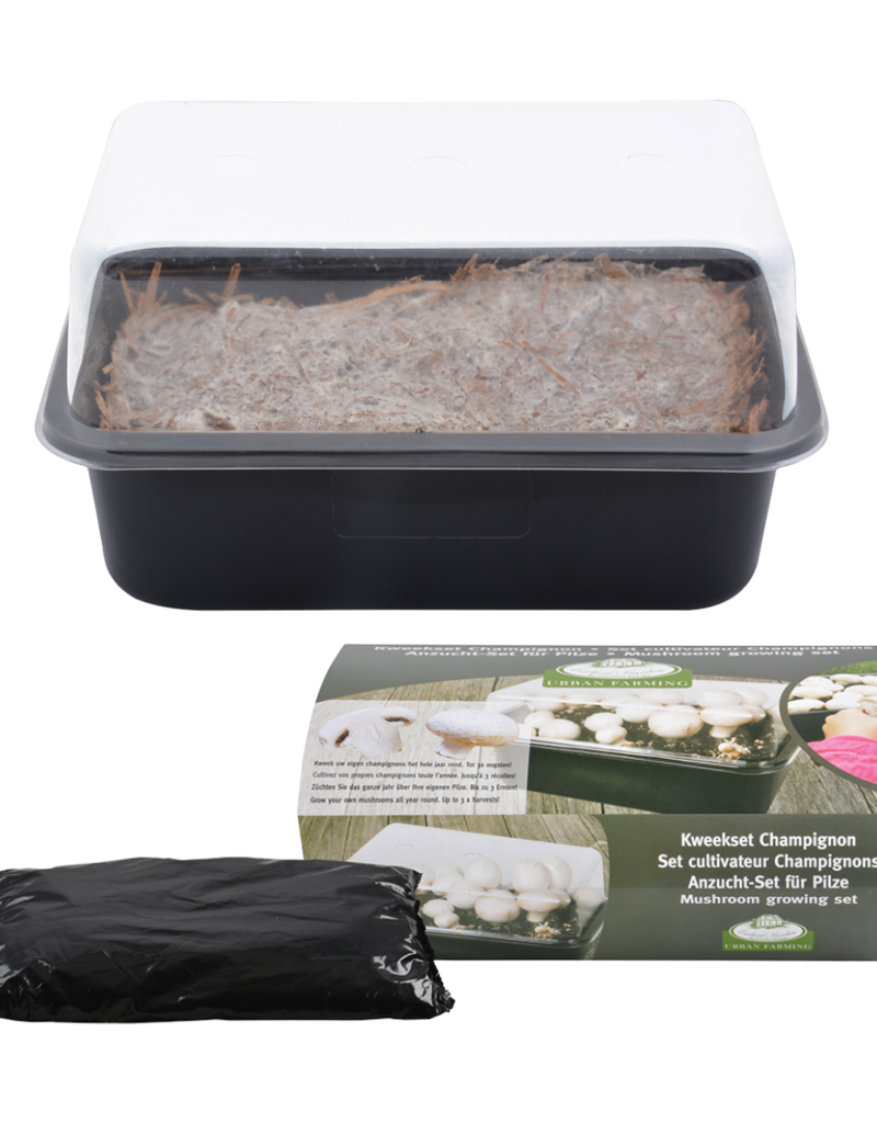 GROW KIT - Mushrooms