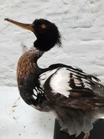 Animaux Spéciaux RED-BREASTED MERGANSER