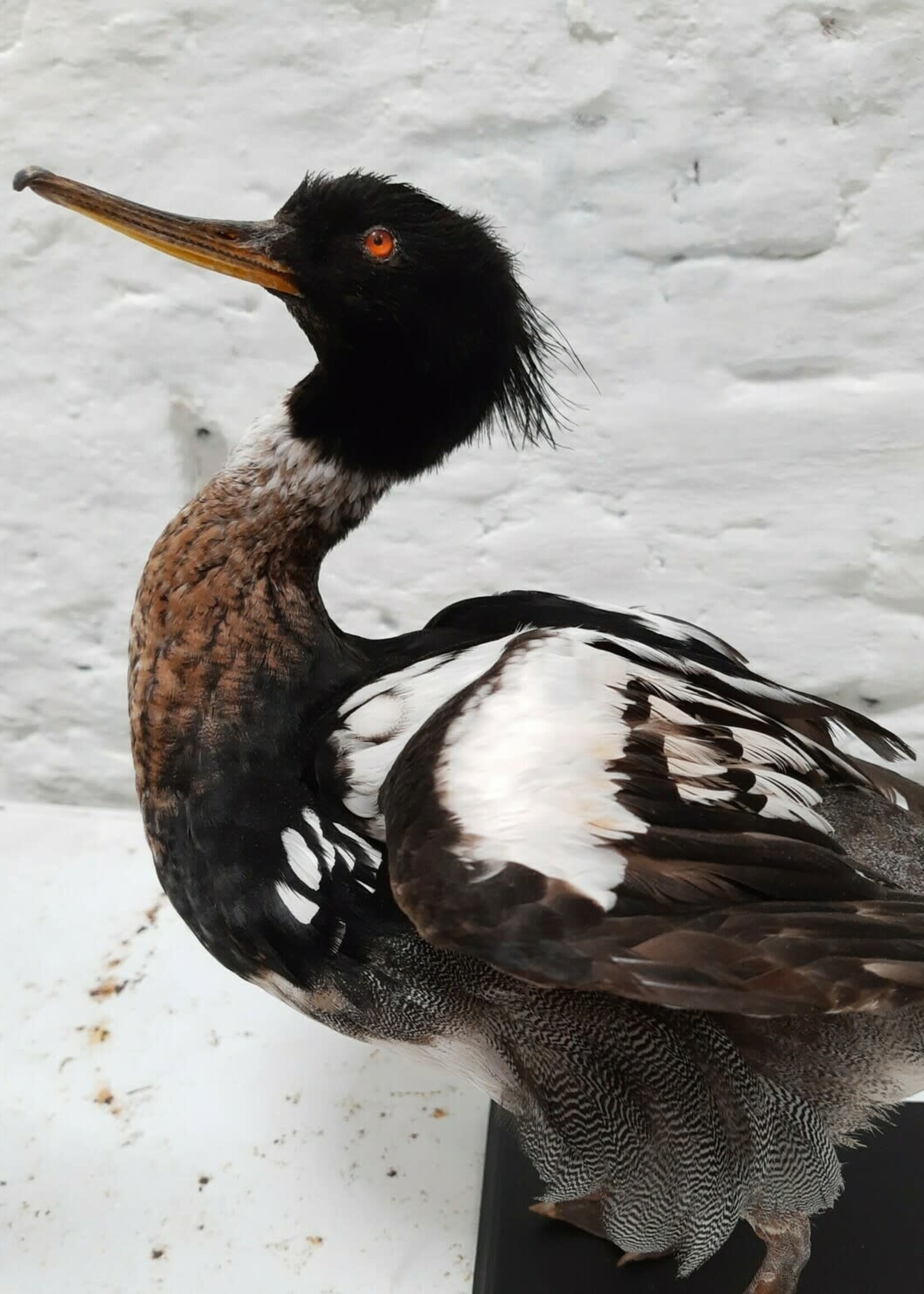 Animaux Spéciaux RED-BREASTED MERGANSER